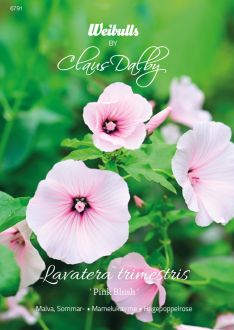 Weibulls Malva, Sommar- Pink Blush'
