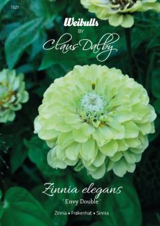 Weibulls Zinnia Envy Double'