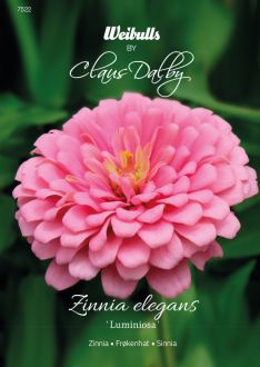 Weibulls Zinnia Luminosa'