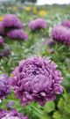Weibulls Asters 'Milady lilac'
