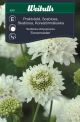 Weibulls Scabiosa 'Snowmaiden'