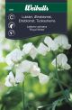 Weibulls Ærteblomst, lathyrus Royal white Royal White