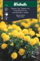 Weibulls Tagetes lav yellow boy Yellow Boy