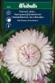 Weibulls Evighedsblomst -kæmpe