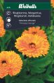 Weibulls Morgenfrue pr.orange Princess orange