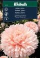 Weibulls Asters, pion- 'Peony Chamois'
