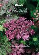 Weibulls Blomstermorot