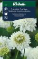 Weibulls Scabiosa 'Snowmaiden'