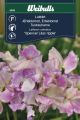 Weibulls Luktärt Lilac ripple