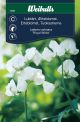 Weibulls Ærteblomst, lathyrus Royal white Royal White