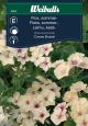 Weibulls Floks, sommer- 'Creme Brulee'