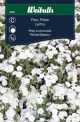Weibulls Floks hvid Phlox white beauty White beauty