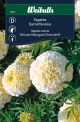 Weibulls Tagetes snowdrift Tagetes erecta african African Marigold Snowdrift