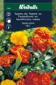 Weibulls Tagetes, lav 'Mix'