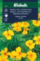 Weibulls Tagetes lille ursula Ursula