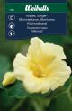 Weibulls Karse, blomsterkarse 'Milkmaid'