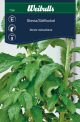 Weibulls Stevia Stevia rebaudiana
