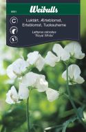 Weibulls Ærteblomst, lathyrus Royal white Royal White