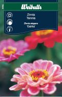 Weibulls Zinnia dahlia Dahlia