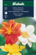 Weibulls Dahlia sommer early bird Early Bird