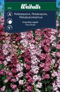 Weibulls Ridderspore The Pinks