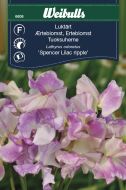 Weibulls Luktärt Lilac ripple