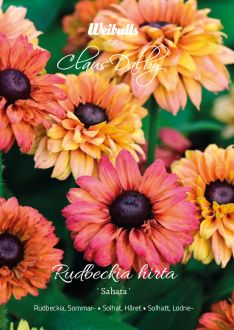 Weibulls Rudbeckia, Sommar- Sahara'