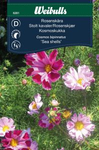 Weibulls Stolte kavalerer Sea Shells Sea Shells